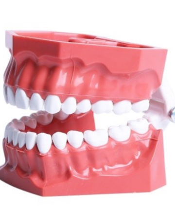 Oklüzörlü Akrilik Fantom Çene